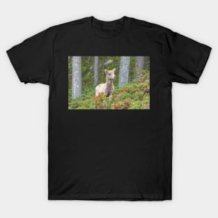 Bighorn Lamb T-Shirt